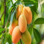 Thai All Time Mango