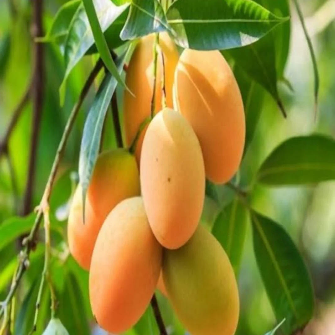 4f27ff31-7650-4045-a19b-0269633fe3e7 Thai All Time Mango - Image 1