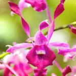 Dendrobium King Cobra X Warawan A-92_SS
