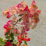 Thai Chitra (Rooted)