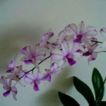 Dendrobium Nopporn Pink #1598_SS