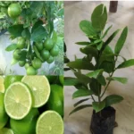 Seedless Lemon (Pati Lebu) Plant