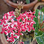 Bi Colour Ixora