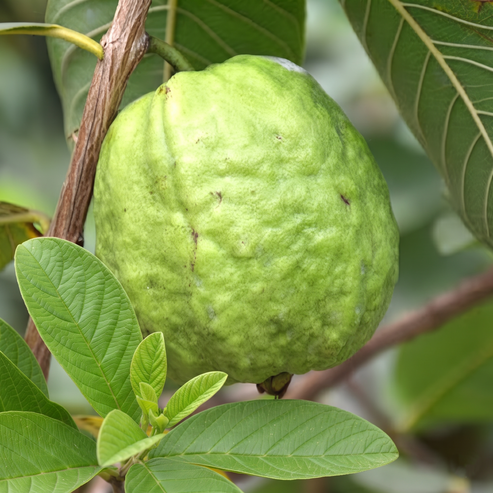 baruipur peyara Baruipur Guava Plant Pack Of - 1 - Image 1