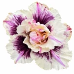 Rosabella