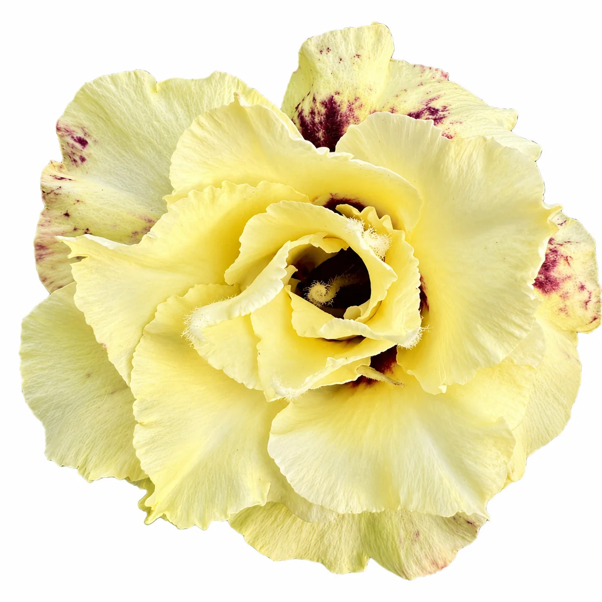rn-image_picker_lib_temp_7d9dad7b-9199-4bdd-8cf8-a07f059d91f4 Pearl Essence - Image 1