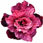Pink Magesty