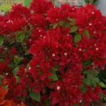 Vf Ruby