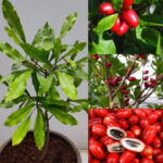 Miracle Berry Plant Pack Of -1
