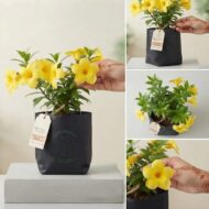 Yellow Allamanda Flower Plant - Pack Of 1 - Image 2