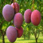American Red Palmer Mango Plant – Premium Grafted Fruit Tree Pack Of - 1