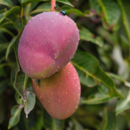 American Red Palmer Mango Plant – Premium Grafted Fruit Tree Pack Of - 1 - Image 3