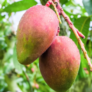 American Red Palmer Mango Plant – Premium Grafted Fruit Tree Pack Of - 1 - Image 4
