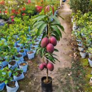 American Red Palmer Mango Plant – Premium Grafted Fruit Tree Pack Of - 1 - Image 2