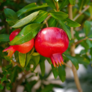 Angel Red Pomegranate Plant – Sweet, Juicy & Premium Fruit Variety Pack Of - 1 - Image 3