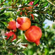 Angel Red Pomegranate Plant – Sweet, Juicy & Premium Fruit Variety Pack Of - 1 - Image 2
