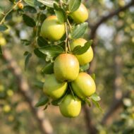 Apple Ber Plant Pack Of - 1 - Image 2