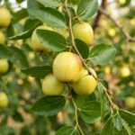 Apple Ber Plant Pack Of - 1