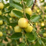 Apple Ber Plant Pack Of - 1