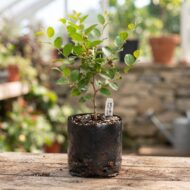 Apple Ber Plant Pack Of - 1 - Image 3