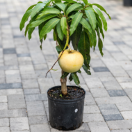 Apple mango plant Pack Of - 1 - Image 2
