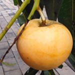 Apple mango plant Pack Of - 1