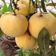 Apple mango plant Pack Of - 1 - Image 3