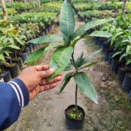 Arunika mango Plant Grafted Pack Of - 1 - Image 2