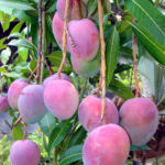 Arunika mango Plant Grafted Pack Of - 1