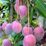 Arunika mango Plant Grafted Pack Of - 1