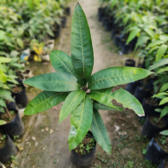 Arunika mango Plant Grafted Pack Of - 1 - Image 3