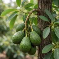 Avocado Plant (Grafted) Pack Of - 1 - Image 2