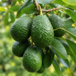 Avocado Plant (Grafted) Pack Of - 1
