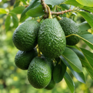Avocado Plant (Grafted) Pack Of - 1
