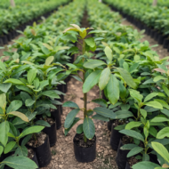 Avocado Plant (Grafted) Pack Of - 1 - Image 3