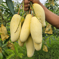 Banana Mango Plant Grafted Pack Of - 1 - Image 2