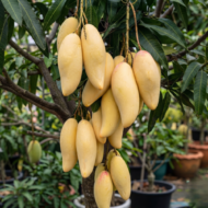 Banana Mango Plant Grafted Pack Of - 1