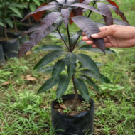 Black Stone Mango Plant Grafted Pack Of - 1 - Image 2