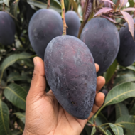 Black Stone Mango Plant Grafted Pack Of - 1
