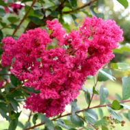 Crepe Myrtle Plant – Beautiful Flowering Ornamental Plant Pack Of - 1 - Image 2