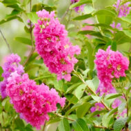 Crepe Myrtle Plant – Beautiful Flowering Ornamental Plant Pack Of - 1