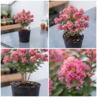 Crepe Myrtle Plant – Beautiful Flowering Ornamental Plant Pack Of - 1 - Image 3
