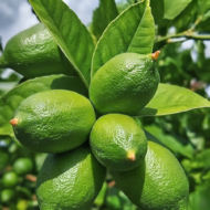 Gandhraj Lemon Plant (Grafted) Pack Of - 1 - Image 2