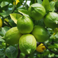 Gandhraj Lemon Plant (Grafted) Pack Of - 1