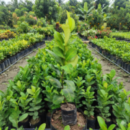Gandhraj Lemon Plant (Grafted) Pack Of - 1 - Image 3