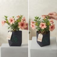 Allamanda Flower Plant Tropical Peach-Purple - Pack Of 1 - Image 3