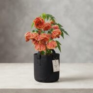Lantern Hibiscus Plant  - Abutilon 'Red Tiger Pack Of - 1 - Image 2