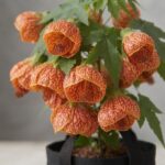 Lantern Hibiscus Plant  - Abutilon 'Red Tiger Pack Of - 1
