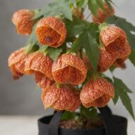 Lantern Hibiscus Plant  - Abutilon 'Red Tiger Pack Of - 1