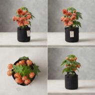 Lantern Hibiscus Plant  - Abutilon 'Red Tiger Pack Of - 1 - Image 3